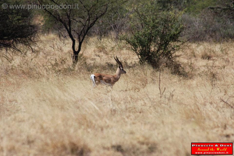 Ethiopia - Netch Sar Park - 66 - Bushbuck.jpg